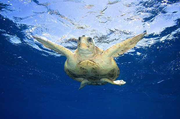 Fundao Projeto Tamar participa de esforo internacional para avaliar a interao das tartarugas marinhas com a pesca.